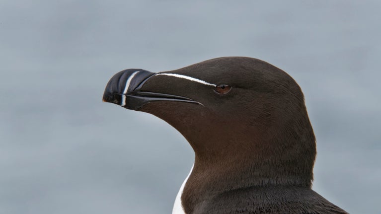 Razorbill on the Farne Islands